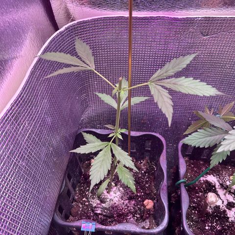 Dos Si Dos Auto growlog photo: So I have chopped/topped Dosi off…let’s see how it goes..