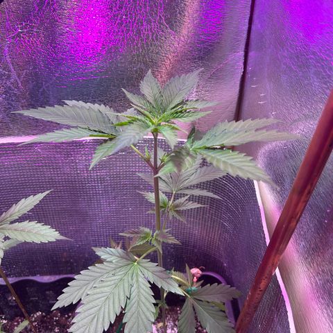 White Fire Gelato growlog photo: I’ve started to train Gelato lil’ bit..