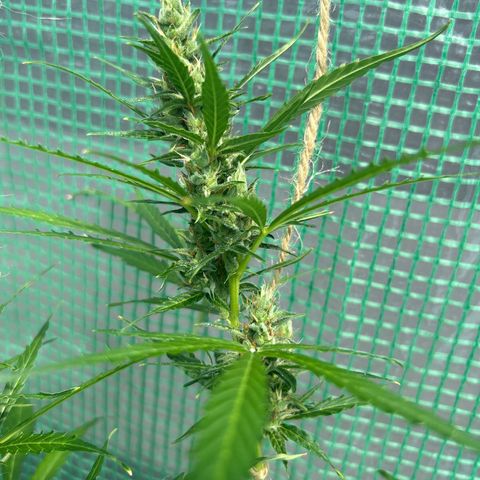 Dos Si Dos Auto growlog timeline photo