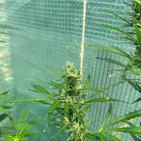 Dos Si Dos Auto growlog timeline photo