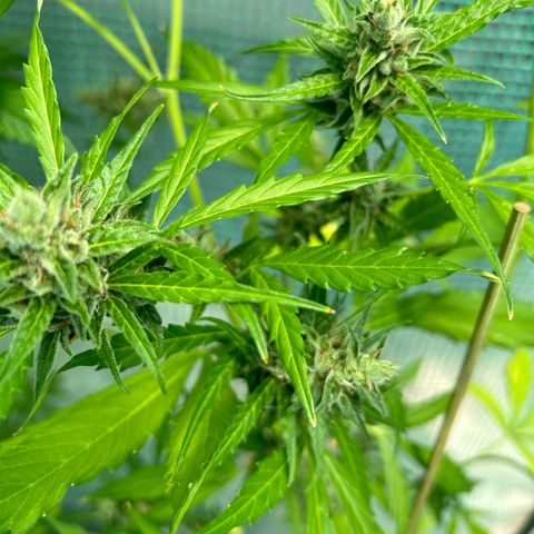 Dos Si Dos Auto growlog photo: Getting there..