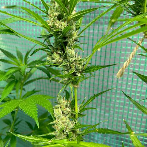Dos Si Dos Auto growlog photo: Getting there..