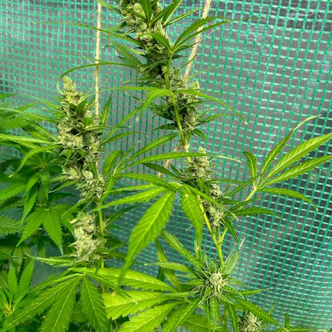 Dos Si Dos Auto growlog photo: Getting there..