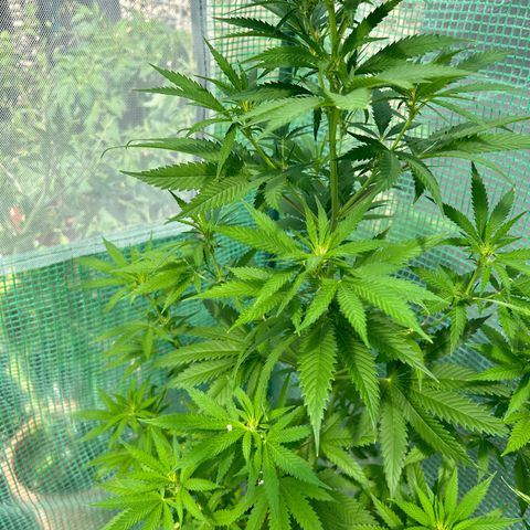 White Fire Gelato growlog timeline photo