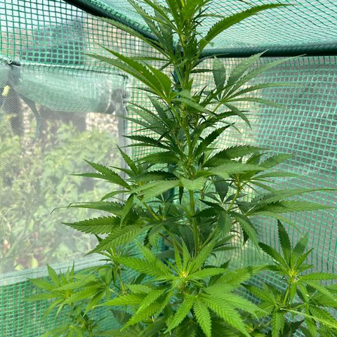 White Fire Gelato growlog timeline photo