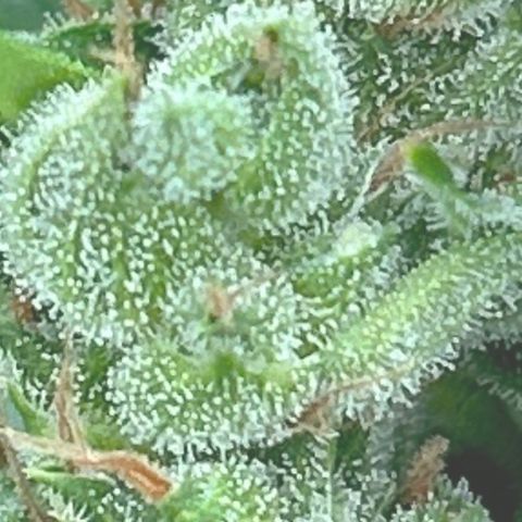 Dos Si Dos Auto growlog timeline photo