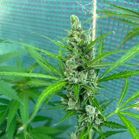Dos Si Dos Auto growlog timeline photo