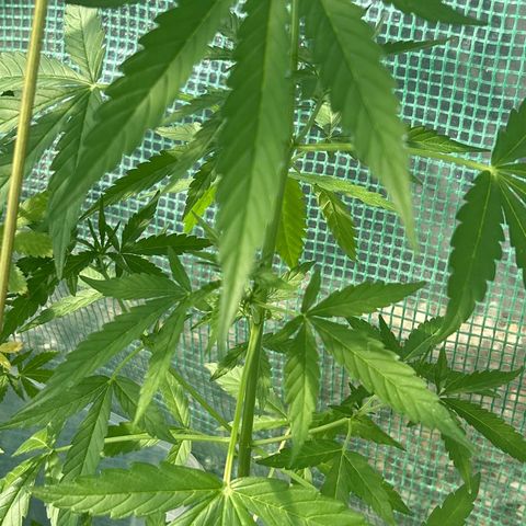 Tropicana Weddingcake Autoflower growlog timeline photo