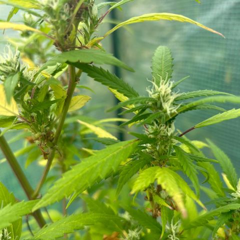 White Fire Gelato growlog timeline photo