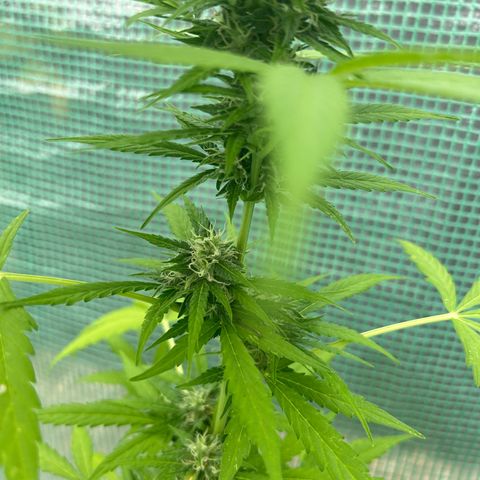 Tropicana Weddingcake Autoflower growlog timeline photo
