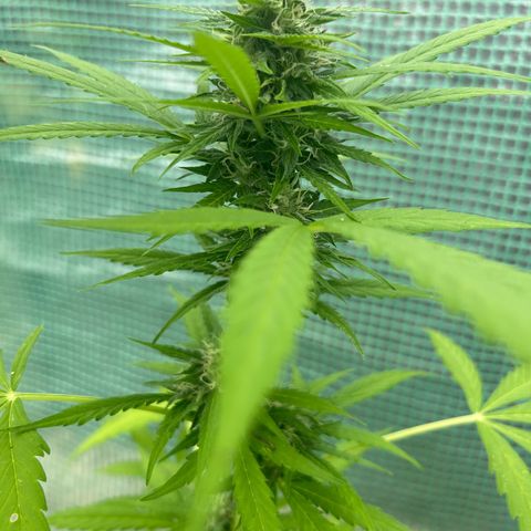 Tropicana Weddingcake Autoflower growlog timeline photo