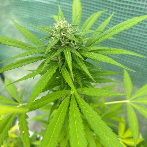 Tropicana Weddingcake Autoflower growlog timeline photo