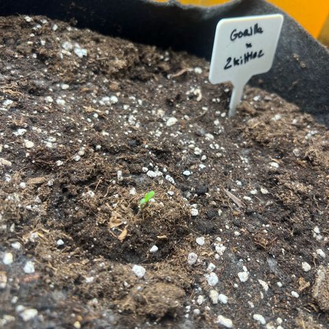 Zkittlez 2 growlog timeline photo