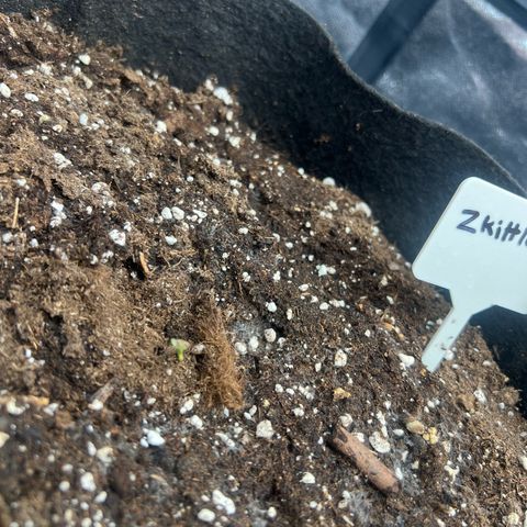 Zkittlez 2 growlog timeline photo