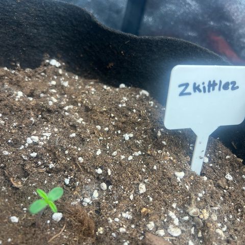 Zkittlez 2 growlog timeline photo