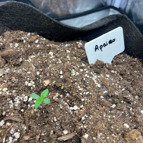 Zkittlez 2 growlog timeline photo