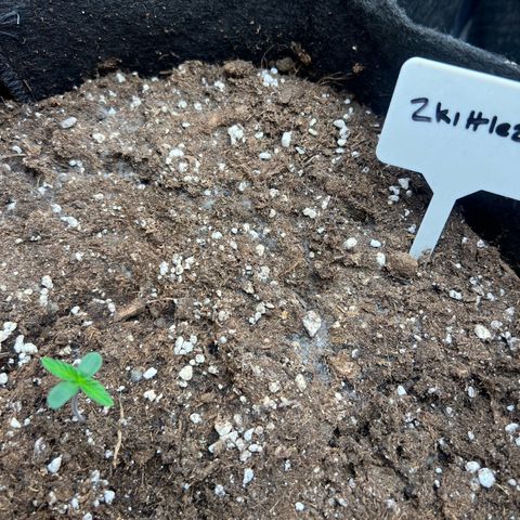 Zkittlez 2 growlog timeline photo