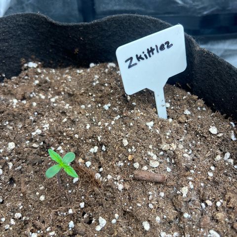 Zkittlez 2 growlog timeline photo