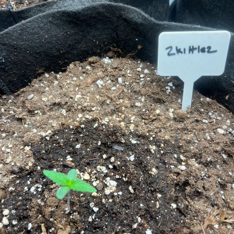 Zkittlez 2 growlog timeline photo