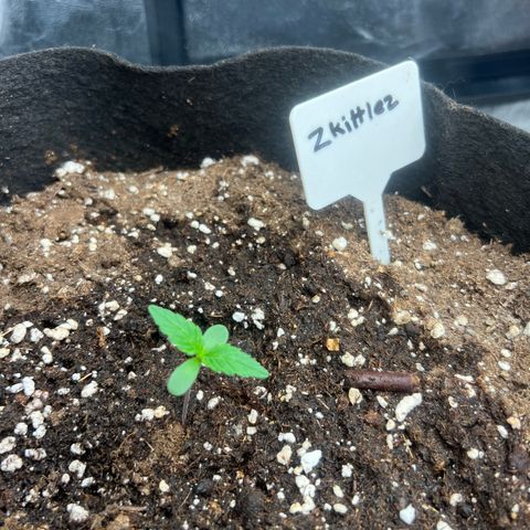 Zkittlez 2 growlog timeline photo