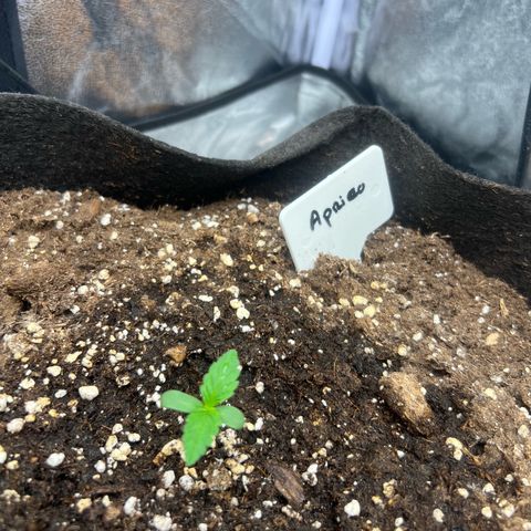 Zkittlez 2 growlog timeline photo