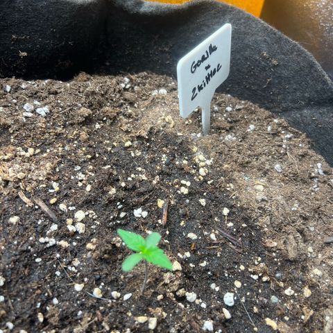 Zkittlez 2 growlog timeline photo