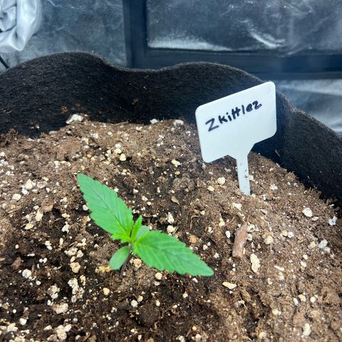 Zkittlez 2 growlog timeline photo