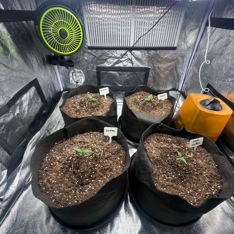 Zkittlez 2 growlog timeline photo