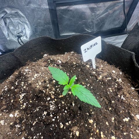 Zkittlez 2 growlog timeline photo