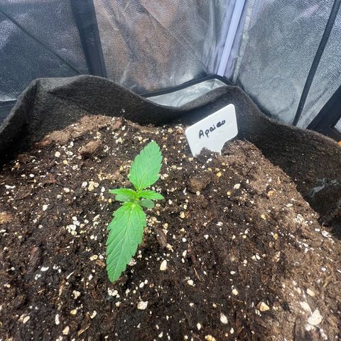 Zkittlez 2 growlog timeline photo