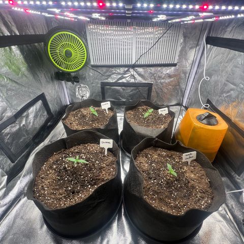 Zkittlez 2 growlog timeline photo