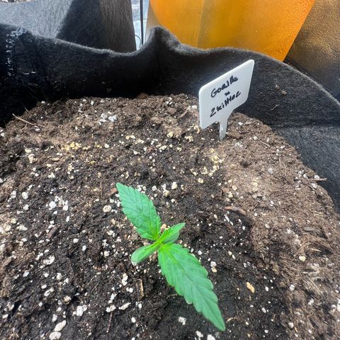 Zkittlez 2 growlog timeline photo