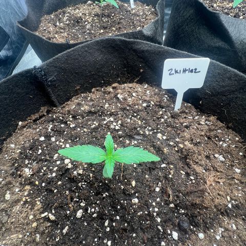 Zkittlez 2 growlog timeline photo