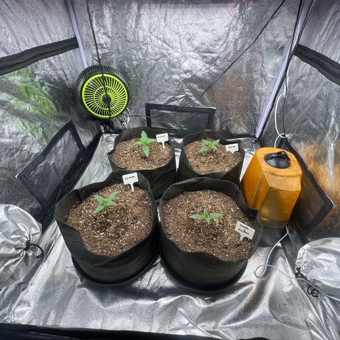 Zkittlez 2 growlog timeline photo