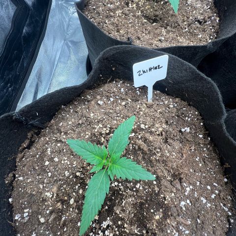 Zkittlez 2 growlog timeline photo