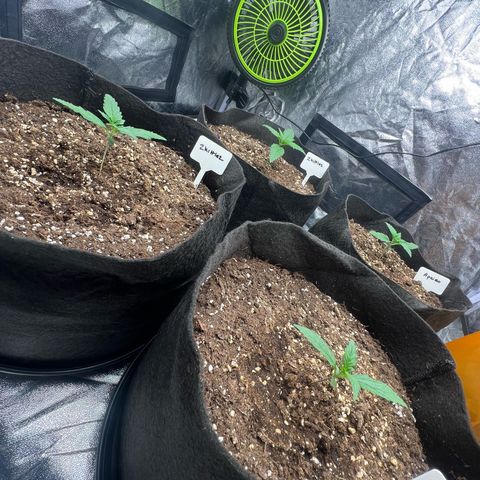 Zkittlez 2 growlog timeline photo