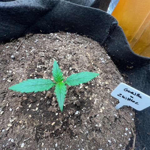 Zkittlez 2 growlog timeline photo