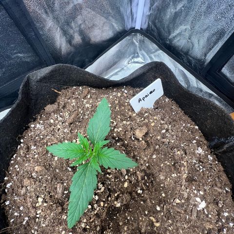 Zkittlez 2 growlog timeline photo
