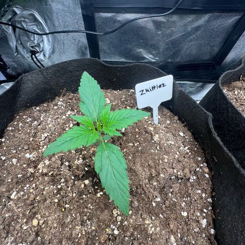 Zkittlez 2 growlog timeline photo