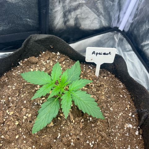 Zkittlez 2 growlog timeline photo
