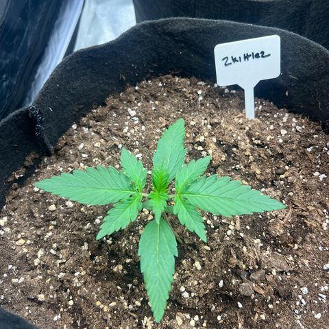 Zkittlez 2 growlog timeline photo