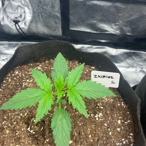 Zkittlez 2 growlog timeline photo