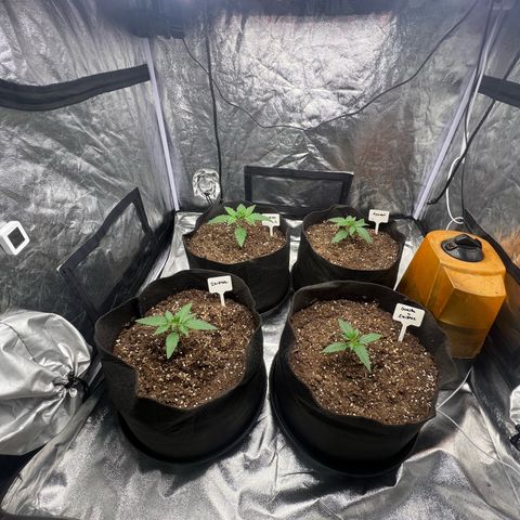 Zkittlez 2 growlog timeline photo