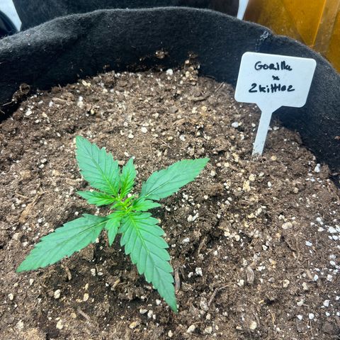 Zkittlez 2 growlog timeline photo