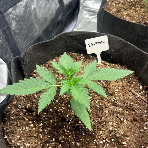 Zkittlez 2 growlog timeline photo