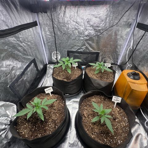 Zkittlez 2 growlog timeline photo