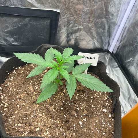 Zkittlez 2 growlog timeline photo