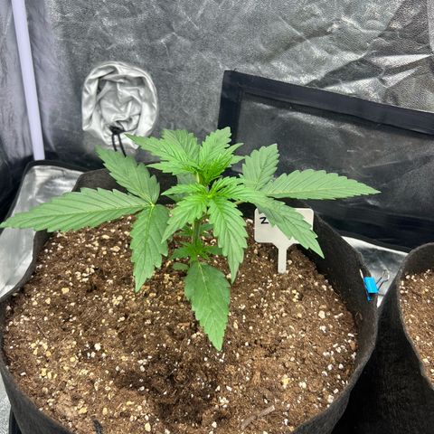 Zkittlez 2 growlog timeline photo