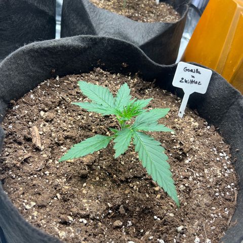 Zkittlez 2 growlog timeline photo