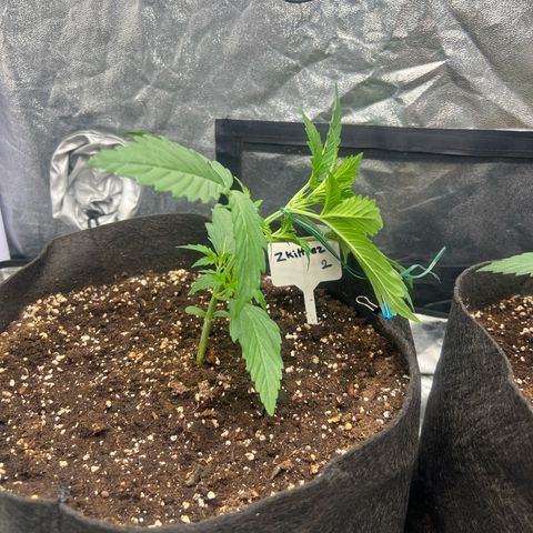 Zkittlez 2 growlog photo: Lst